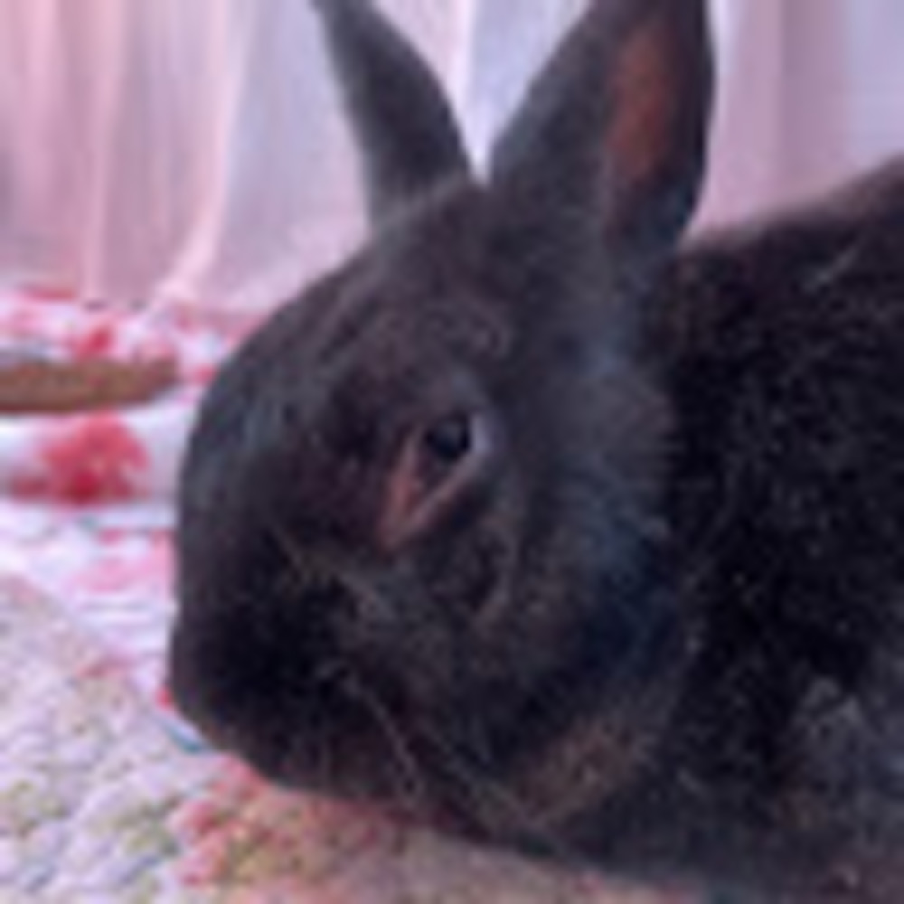 Meet your Posher, Lexington